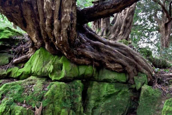 adminupload-5307ad0dd56e5tree-and-rock