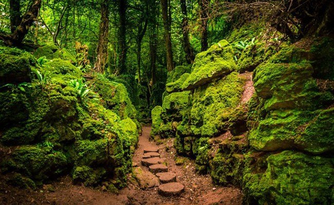 puzzlewood-england