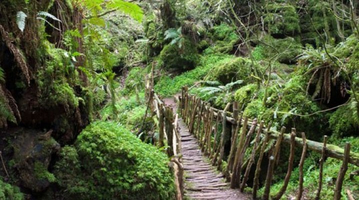 puzzlewood-tour-filming-locations-530-1