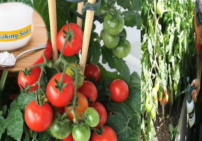 Oko paradajza je posuo sodu bikarbonu: Evo zašto biste i vi to trebali uraditi VEĆ DANAS! 