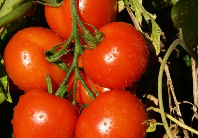 Trenutko aktuelne stomačne viruse povezuju sa paradajzom:  Ako ima ovo na sebi, JEDETE OTROV, NI SLUČAJNO NE KUPUJTE! 
