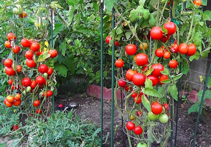 SAMO JE U OVOME TAJNA: Ako uradite ovo paradajz u vašoj bašti će rasti kao LUD! 