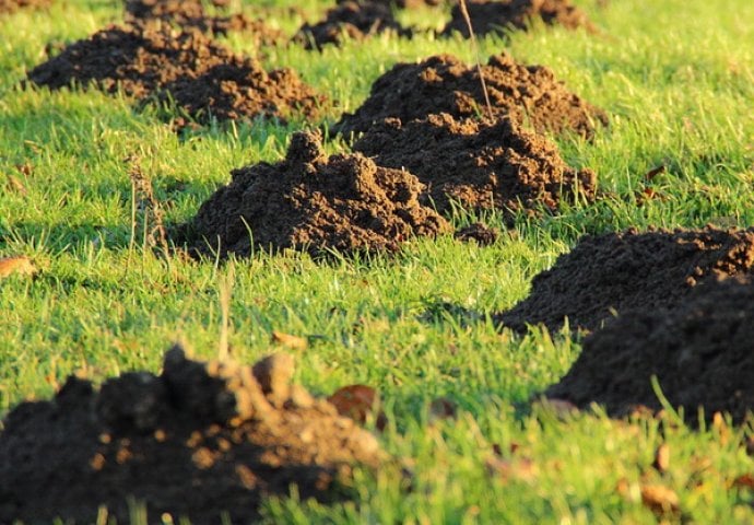 NAJGORI NAPASNIK KOJI VAM UNIŠTAVA VRT I PLODOVE: Zauvijek se riješite krtice pomoću ovog jednostavnog trika!