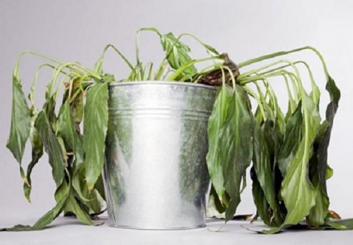 STARI VRTLARI DUGO GODINA ČUVALI SVOJ NAJVEĆI TRIK: Oživite oronulu biljku uz samo tri sastojka iz kuhinje 