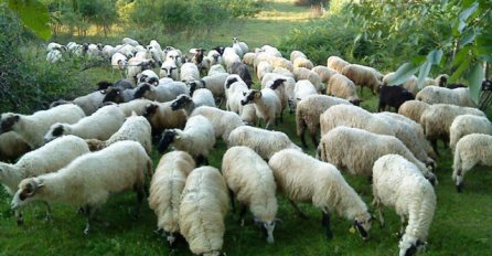 Komšijine ovce uništile tek posađeno povrće: Policija rješava slučaj - NISU SVE POJELE