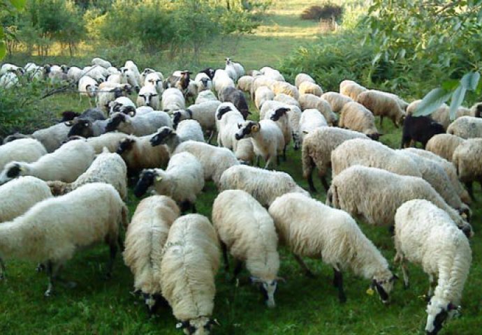 Komšijine ovce uništile tek posađeno povrće: Policija rješava slučaj - NISU SVE POJELE