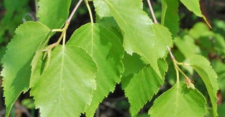 MLADO LIŠĆE BILJKE KOJE IMA NA "SVAKOM ĆOŠKU" JE ČUDO ZA BUBREGE! Travar Momčilo ga sam bere i ovako priprema čaj!