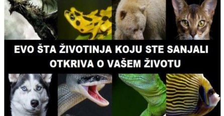 Saznajte šta životinja koja se pojavljuje u vašim snovima govori o vašem životu