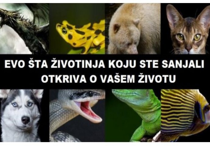 Saznajte šta životinja koja se pojavljuje u vašim snovima govori o vašem životu