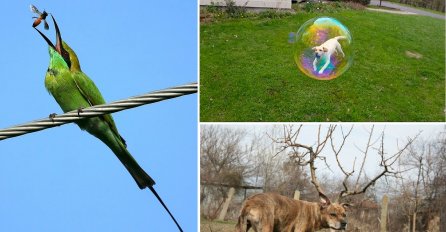 U PRAVOM TRENUTKU: 20 fotografija koje su nastale u savršenom trenutku i koje ćete skužiti tek na drugi pogled !