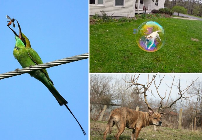 U PRAVOM TRENUTKU: 20 fotografija koje su nastale u savršenom trenutku i koje ćete skužiti tek na drugi pogled !