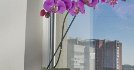 ORHIDEJE MI NIKAKO NISU CVJETALE - a onda sam SIPALA OVO U SAKSIJU: Napitak koji ovo cvijeće voli više od vode, STALNO ĆE IZBACATI NOVE CVJETOVE