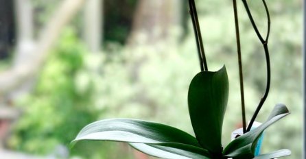 CVJEĆARKA OTKRILA TRIK KOJI SMO SVI ČEKALI: Evo kako da vam orhideje uvijek cvjetaju, U OVOME JE TAJNA