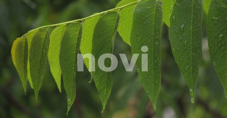 VREMENSKA PROGNOZA: Danas u Bosni i Hercegovini pretežno oblačno vrijeme sa kišom