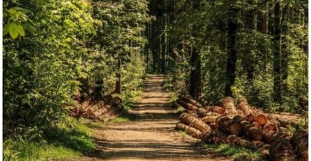 Zašto evropske šume već tokom ljeta postaju smeđe?