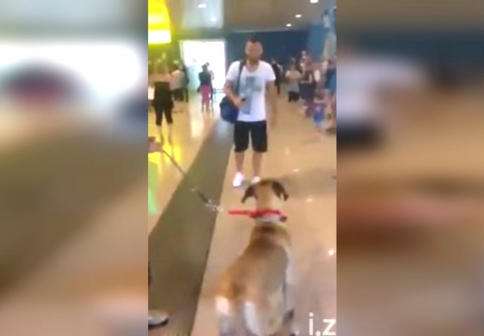 Pas je vidio svog vlasnika nakon 3 godine: NJEGOVA REAKCIJA JE NEŠTO NEVIĐENO (VIDEO)