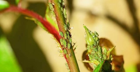 ŠTETOČINE KOJE NAM UNIŠTAVAJU PLOD I SAV TRUD: Riješite ih se na ovaj provjeren način, bez insekticida