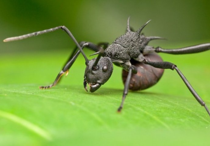 HIKAJA DANA: Štedljivi mrav