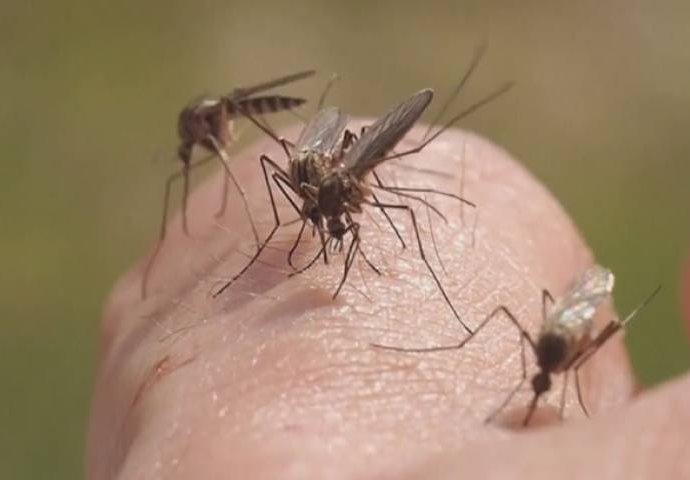 Prirodno se riješite komaraca: Samo isijecite OVO VOĆE na pola i ostavite u sobi, VIŠE IH NIKADA NEĆETE VIDJETI BLIZU!
