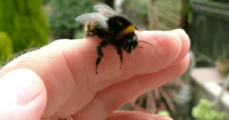 bee-sting-2