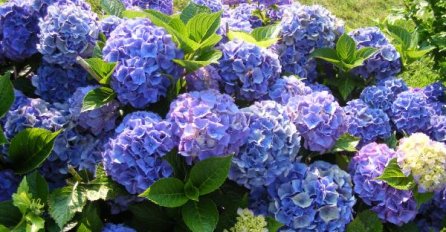 VAŠE HORTENZIJE ĆE MAGIČNO PROMIJENITI BOJU, JEDNO LJETO ĆE BITI ROZE, JEDNO PLAVE: Trik koji morate da isprobate!