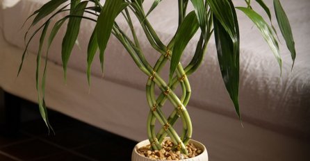 BAMBUS DONOSI NAPREDAK I BOGATSTVO: Ali samo ako ga stavite na ovo mjesto, PARE ĆE SE LIJEPITI ZA VAS