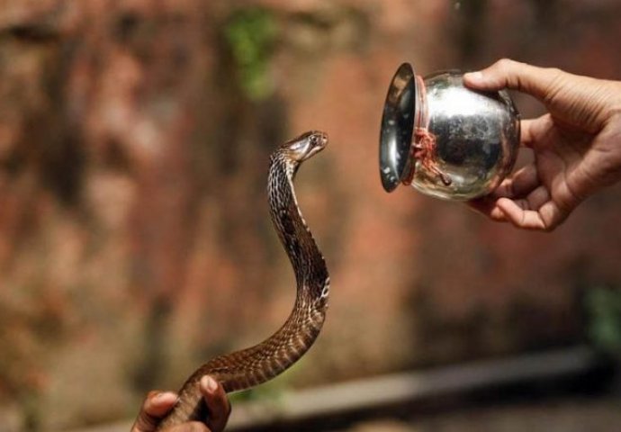 ISKUSNI ZMIJOLOVAC  OTKRIVA: Zmije imaju strah od samo jedne stvari, stavite je u dvorište ili kuću i više ih se nemojte plašiti