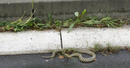 SEZONA JE POSKOKA: Evo kako se zaštititi