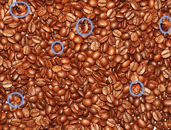 coffee-faces-and-lady-bugs-optical-illusion3