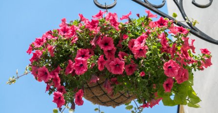 Posadite ovo balkonsko cvijeće u februaru: Bujat će sve do jeseni