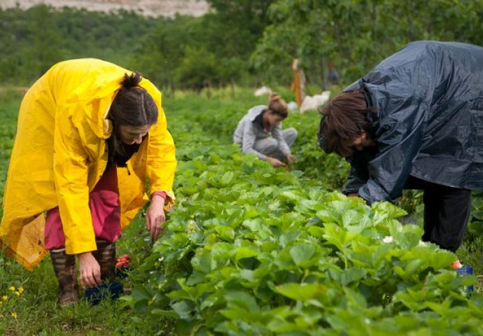 SJAJNA VIJEST ZA NEZAPOSLENE Traže se radnici: Dobar radnik može zaraditi i 1.300 eura