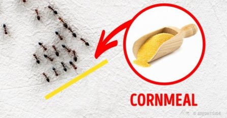 BEZ OPASNIH OTROVA: Pogledajte kako se riješiti insekata na prirodan način!