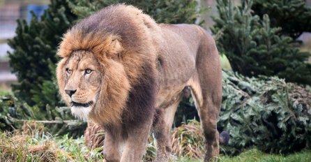 Dva lava, dva tigra i jaguar pobjegli iz zološkog vrta: Policija poslala upozorenje!