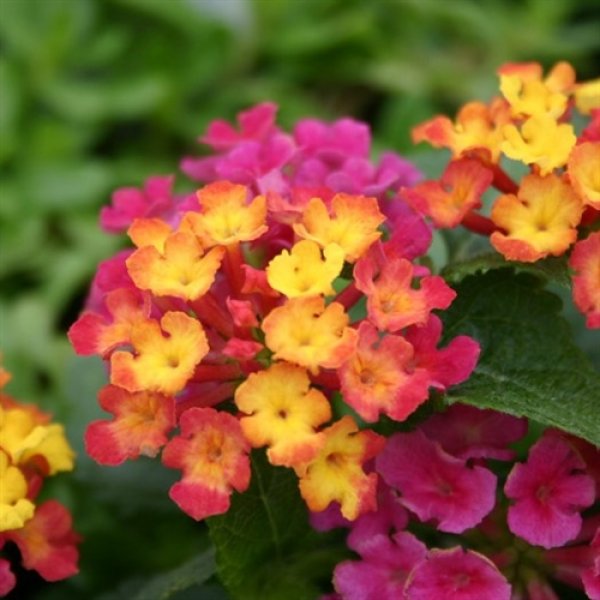 lantana