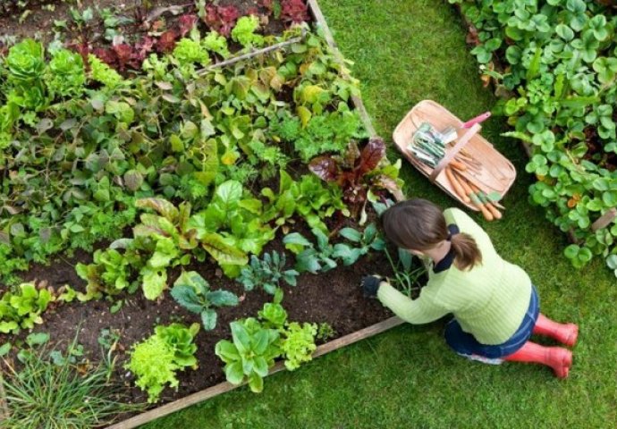 SAVJETI ZA PREKRASAN VRT: Na ovom će vam biljke biti zahvalne