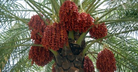 OD OVOG VOĆA NEMA NIŠTA ZDRAVIJE, OLAKŠAVAJU POROĐAJ, JAČAJU SRCE:  Pojedite samo tri dnevno i nikada nećete biti bolesni (VIDEO)