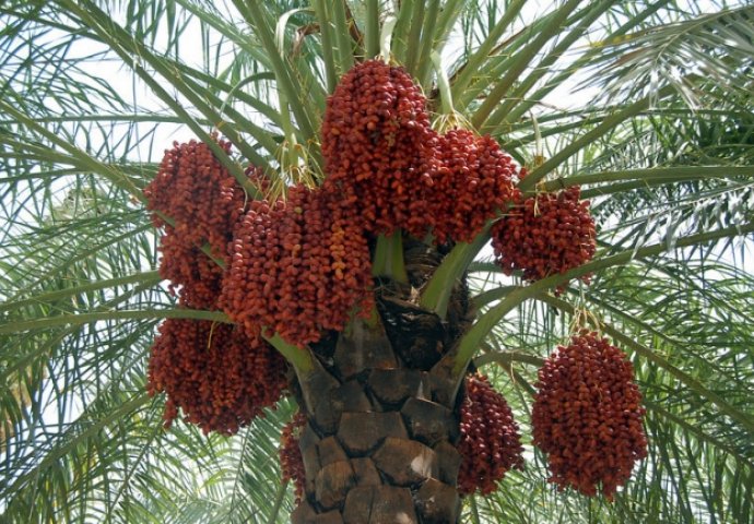OD OVOG VOĆA NEMA NIŠTA ZDRAVIJE, OLAKŠAVAJU POROĐAJ, JAČAJU SRCE:  Pojedite samo tri dnevno i nikada nećete biti bolesni (VIDEO)
