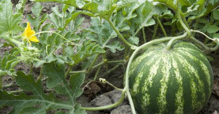 VIŠE IH NE TREBATE KUPOVATI: Pomoću ovog JEDNOSTAVNOG TRIKA, moći ćete sami da zasadite lubenice, biće PREUKUSNE!