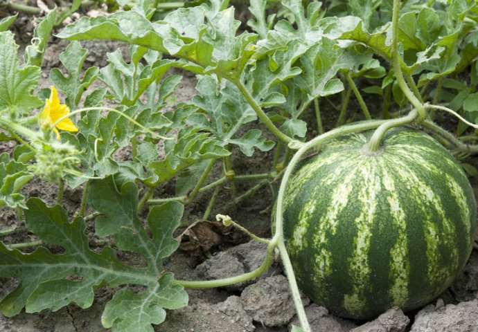 VIŠE IH NE TREBATE KUPOVATI: Pomoću ovog JEDNOSTAVNOG TRIKA, moći ćete sami da zasadite lubenice, biće PREUKUSNE!