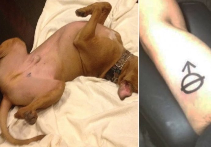 KAKVA GREŠKA: Istetovirao znak koji je vidio na svom psu, kada vidite šta znači PLAKAT ĆETE OD SMIJEHA