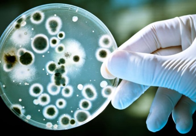 Evo kako izliječiti NAJGORU bakteriju ESCERICHIU COLI prirodnim putem