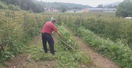 Muškarac u Srbiji razočaran cijenom pokosio maline
