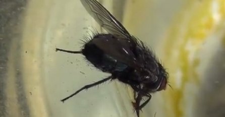 GROZNO: Kad pročitate šta muha uradi kad sleti na hranu, odmah ćete je baciti!