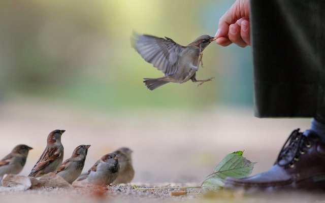 cute-sparrow-bird-feeding-from-man-hand