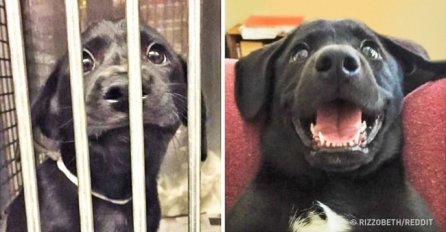 Fotografije pasa prije i poslije udomljavanja prikazuju istinsku sreću: PROBAJTE ZADRŽATI SUZE NA POSLJEDNJOJ!