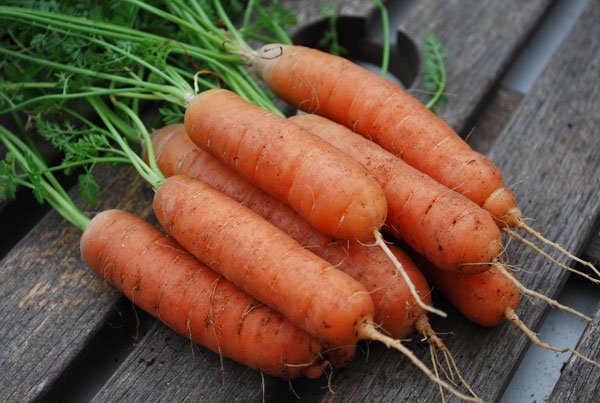 growing-carrots-babette1-lg