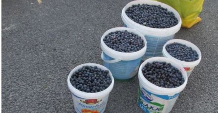 Počela berba borovnica u Srebrenici, berači se žale da nema kupaca