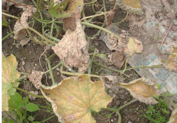 OVO JE NAJVEĆI PROBLEM KOJI IMAMO SA KRASTAVCIMA:  Otkrivamo što rubovi listova najčešće požute, spasite plod na vrijeme 