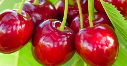 "Uhvatio sam dvije djevojke u svom dvorištu kako mi kradu trešnje"