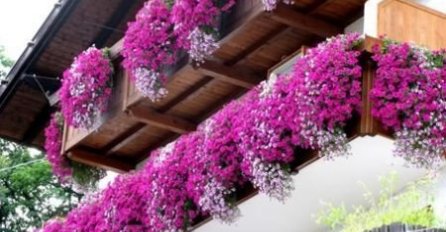 BALKON I TERASA ĆE VAM BITI ŠARENI CIJELO LJETO: Dodajte ovo u cvijeće i ono će neprestano cvjetati (FOTO)